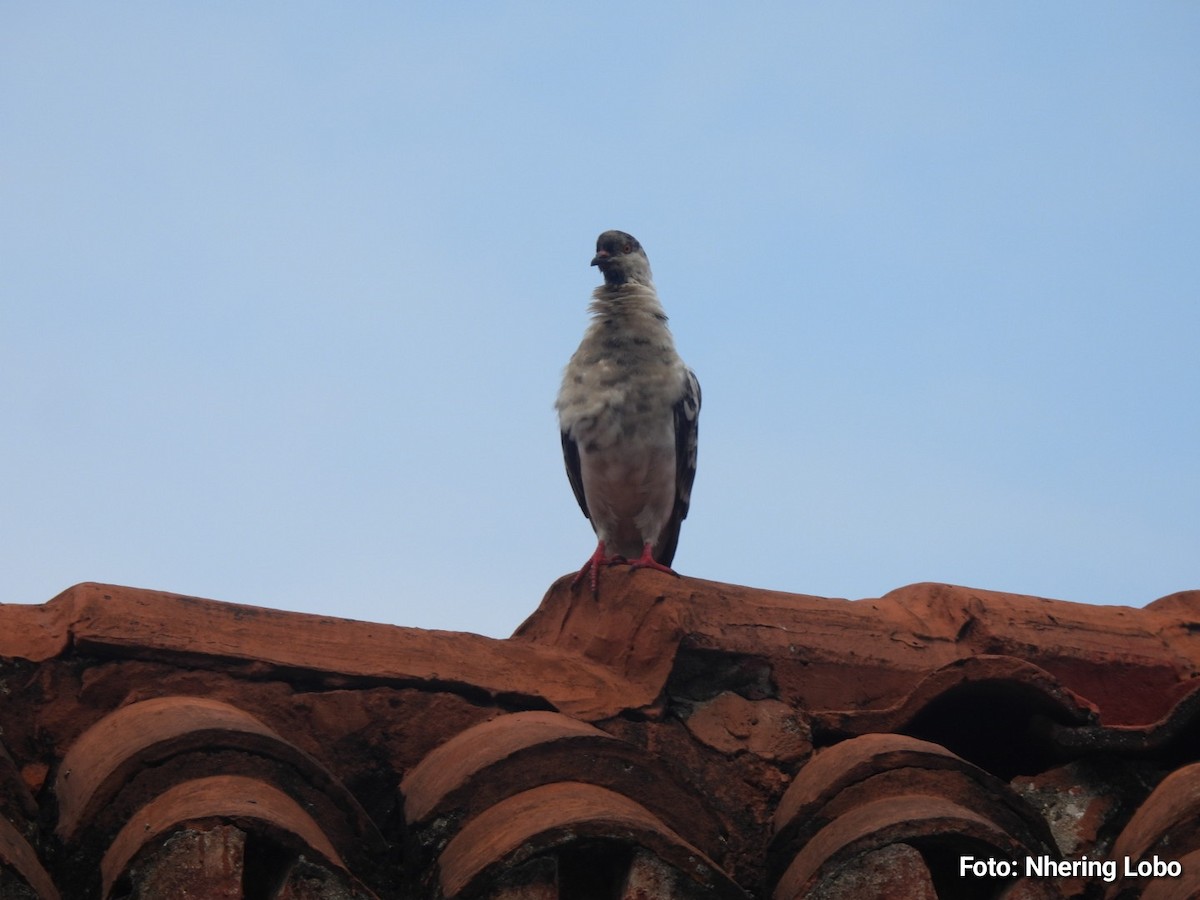 Rock Pigeon (Feral Pigeon) - ML642921720