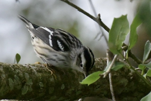 Black-and-white Warbler - ML642921721