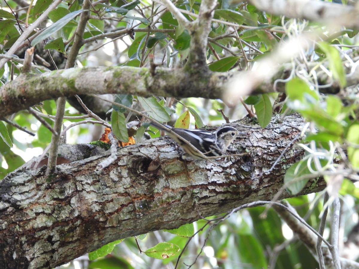 Black-and-white Warbler - ML642921722
