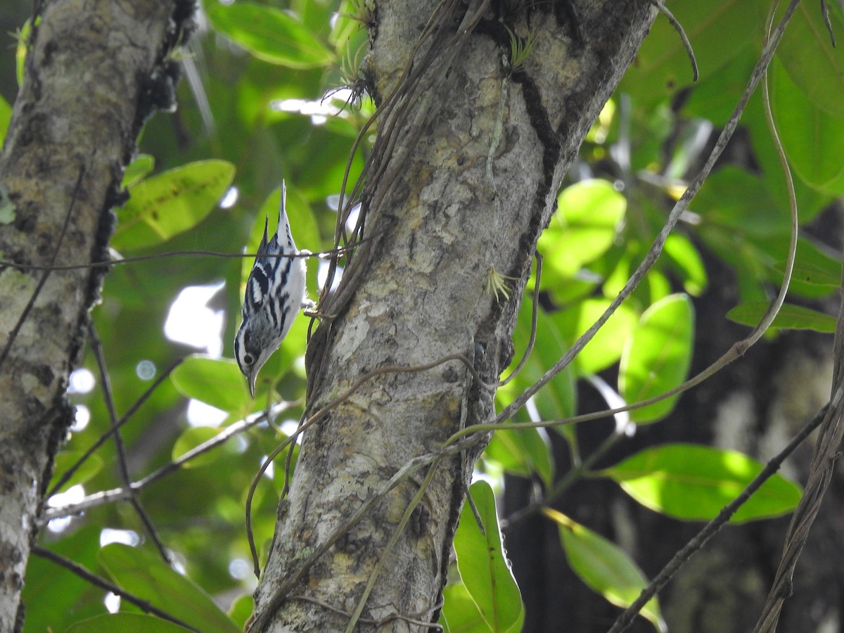 Black-and-white Warbler - ML642921723