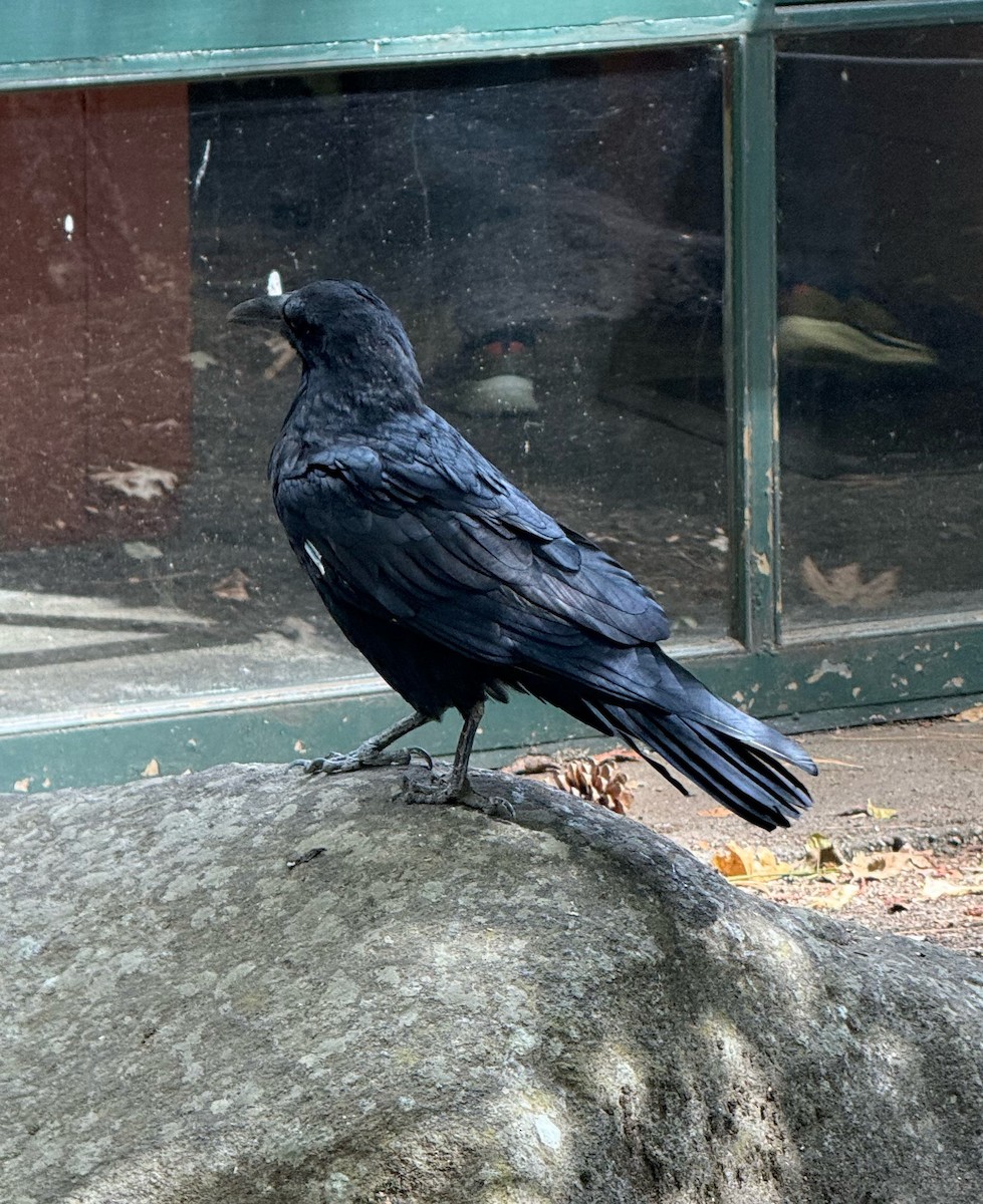 Common Raven - ML642921724