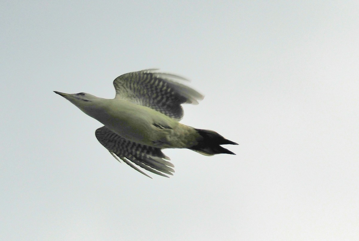 Gray-headed Woodpecker - ML642921726