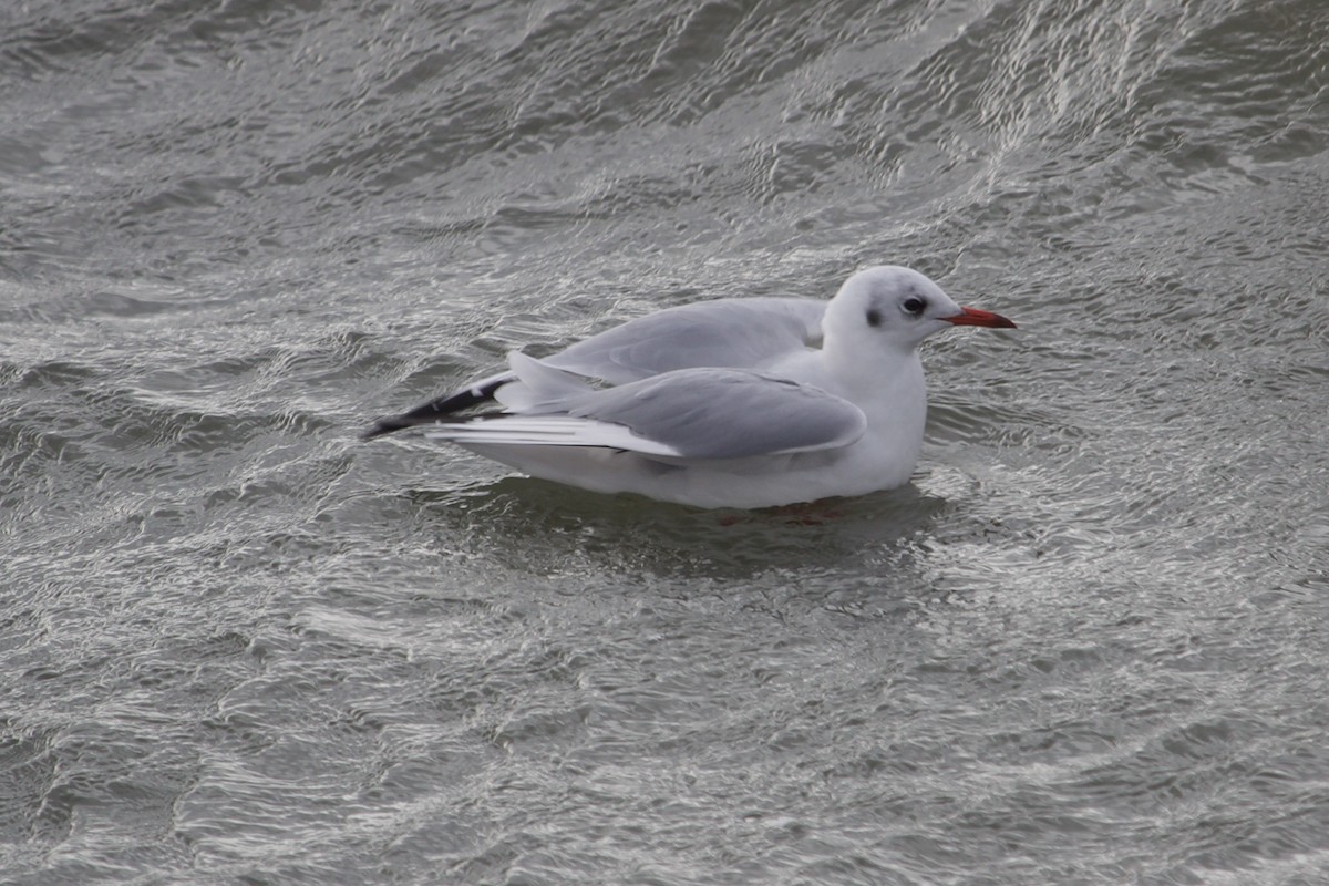 Black-headed Gull - ML642921727