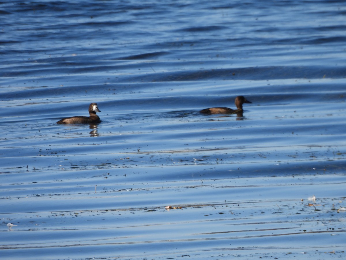 Lesser Scaup - ML642921733
