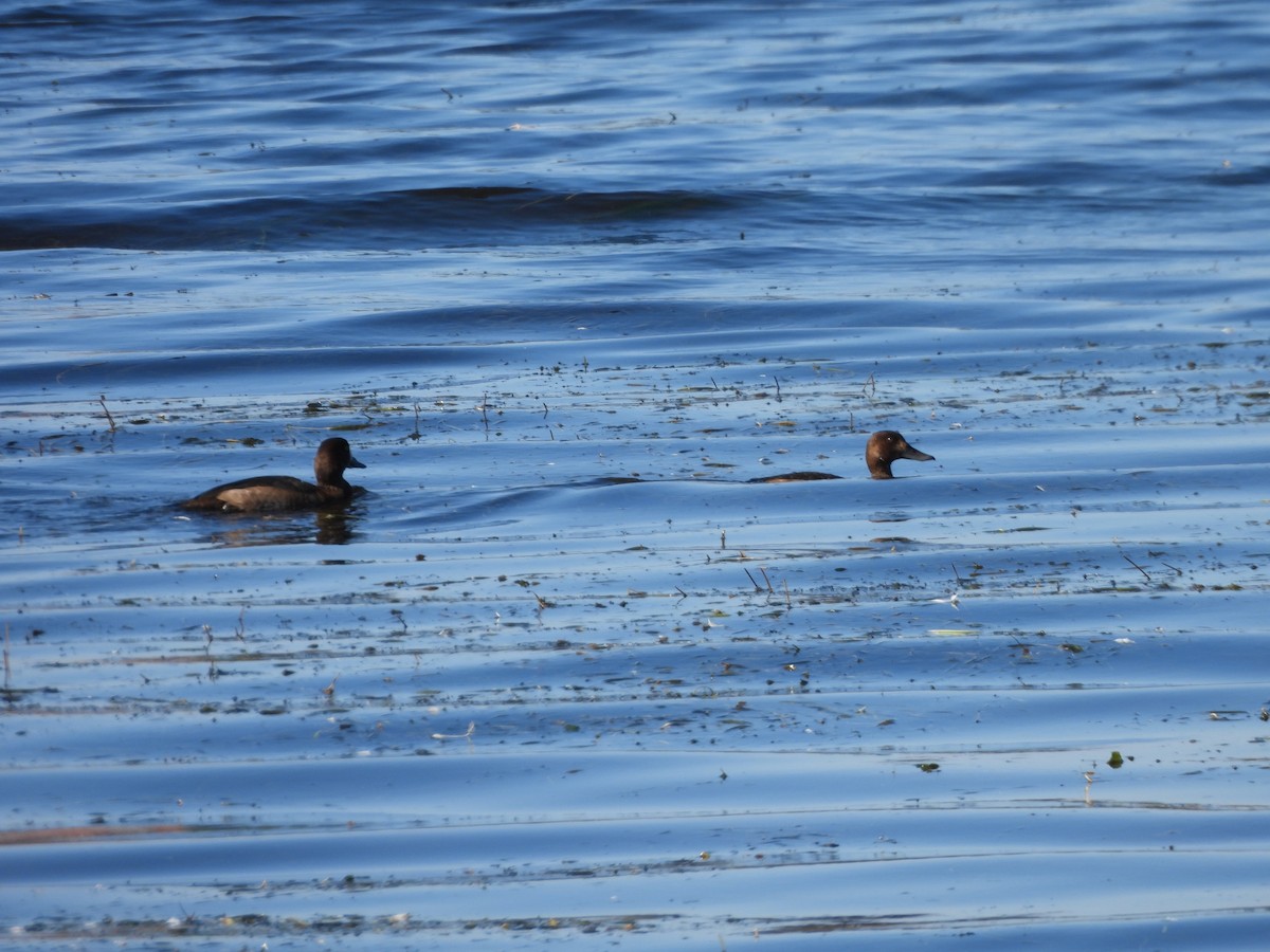 Lesser Scaup - ML642921734