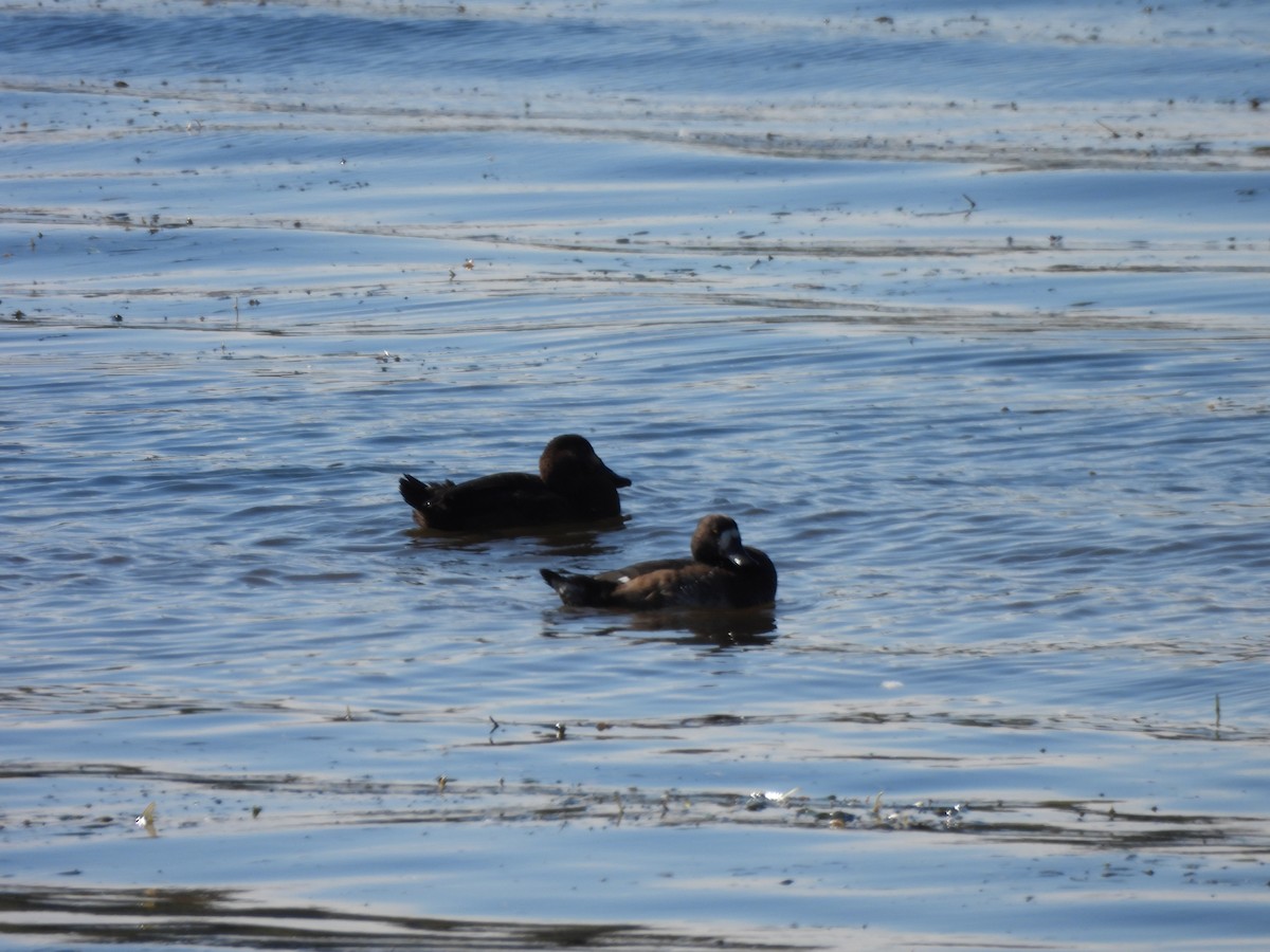 Lesser Scaup - ML642921735