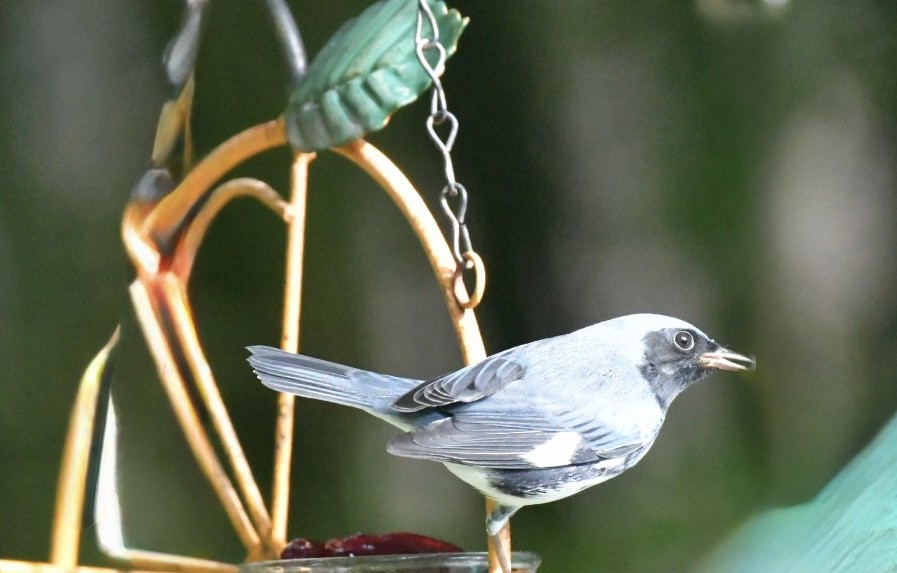 Black-throated Blue Warbler - ML642921736