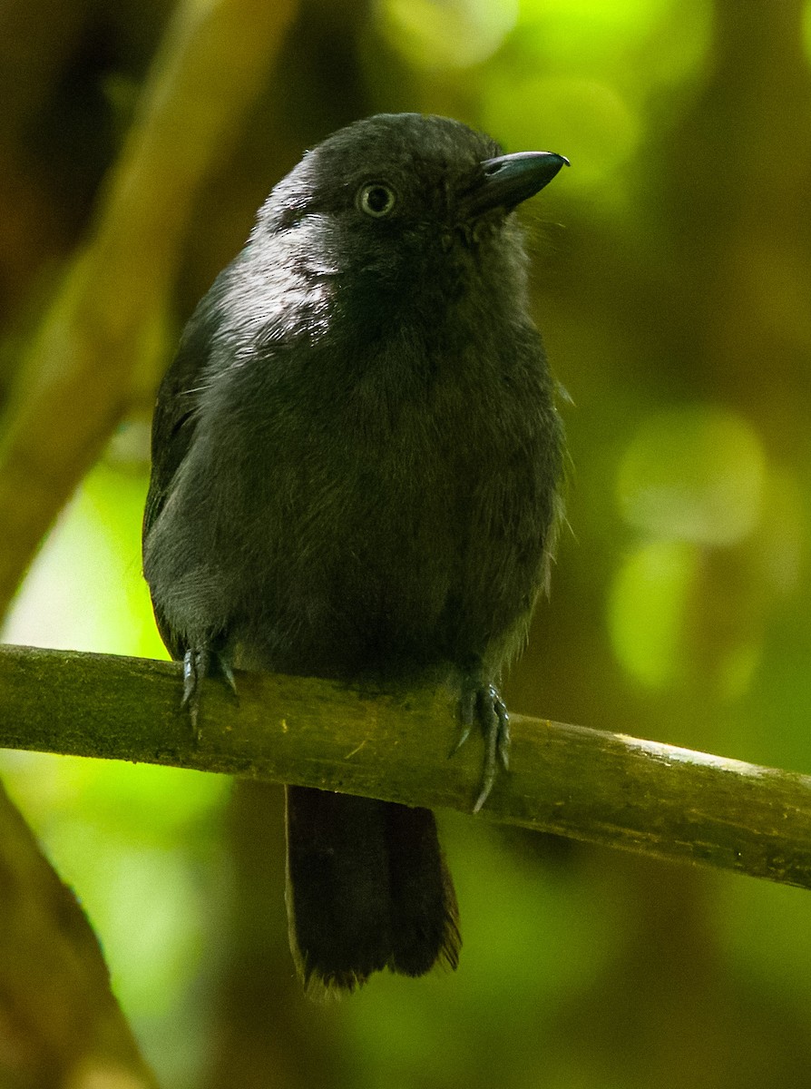 Uniform Antshrike - ML642921740