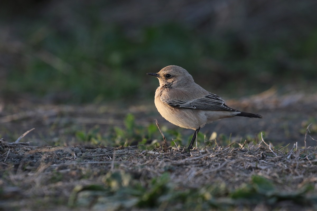 Desert Wheatear - ML642921743
