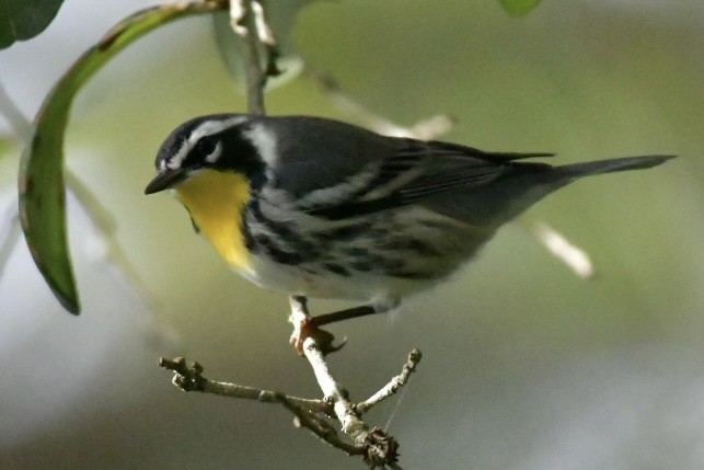 Yellow-throated Warbler - ML642921744