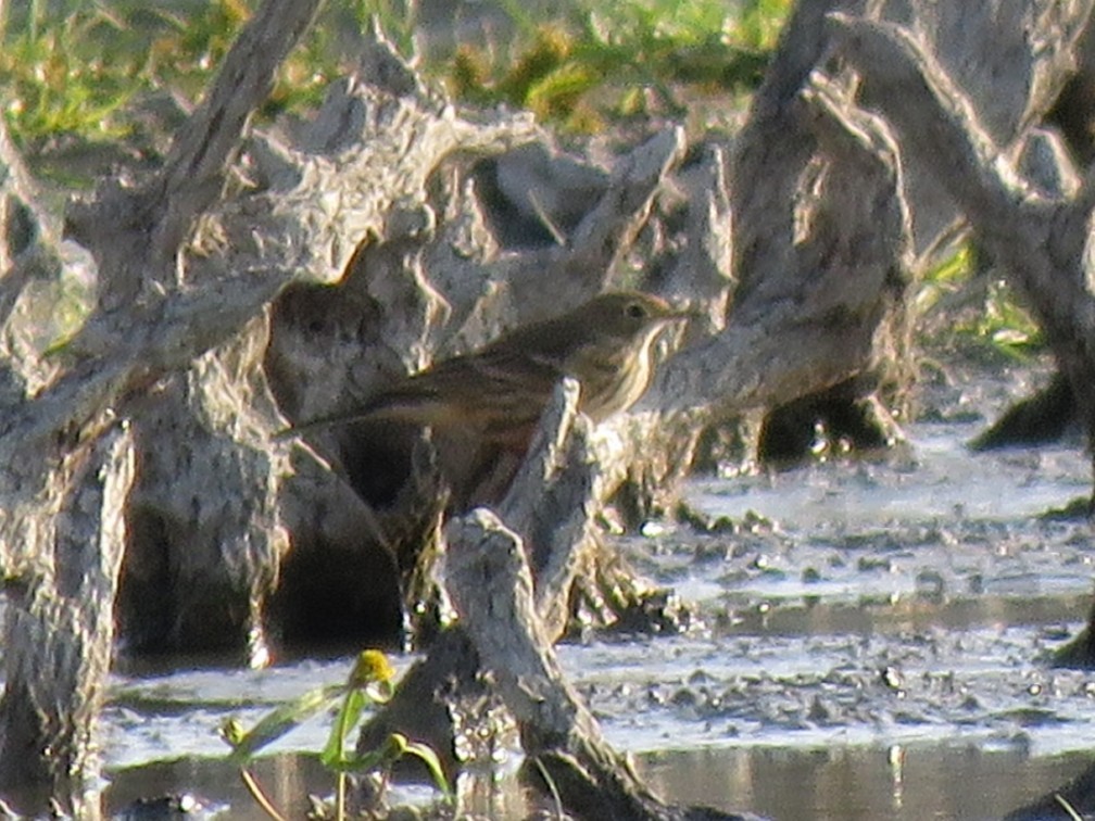 American Pipit - ML642921745