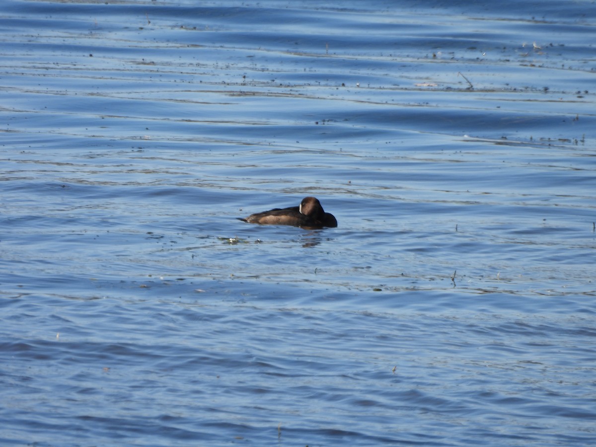 Lesser Scaup - ML642921746