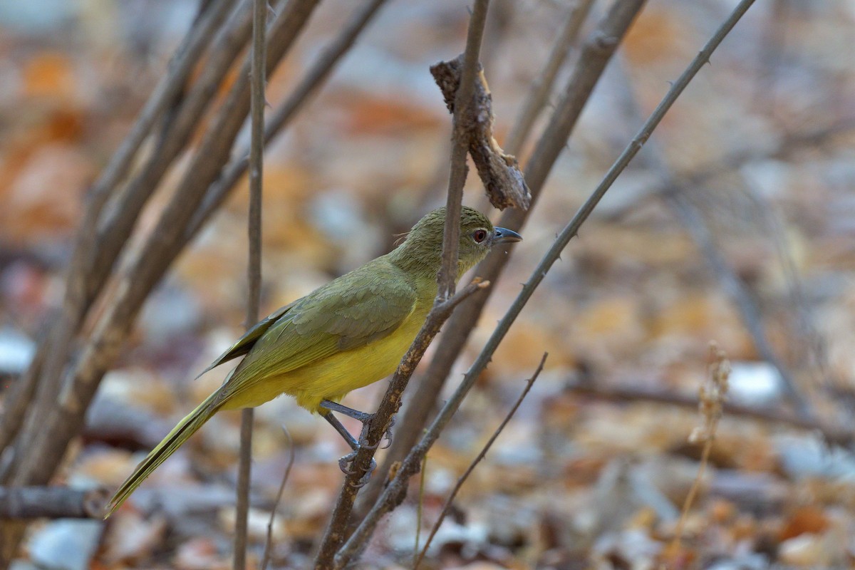 Yellow-bellied Greenbul - ML642921747