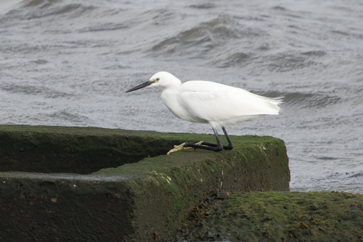 Little Egret - ML642921748