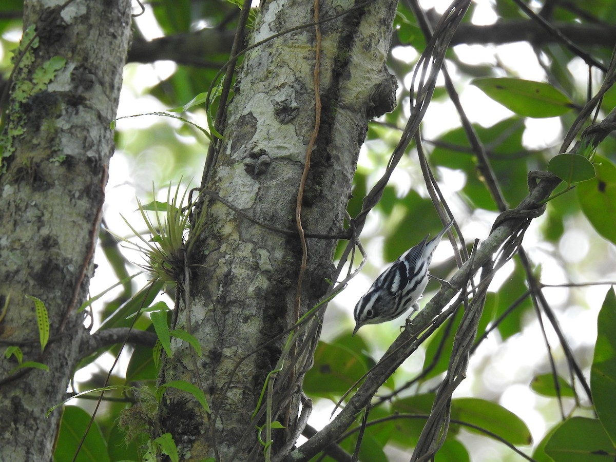 Black-and-white Warbler - ML642921749