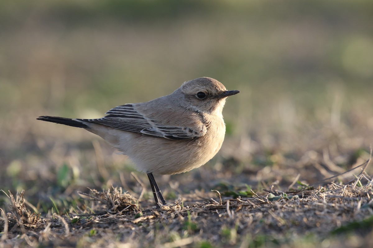 Desert Wheatear - ML642921767