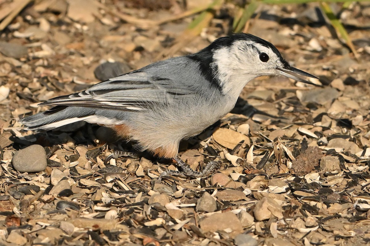 White-breasted Nuthatch - ML642921783