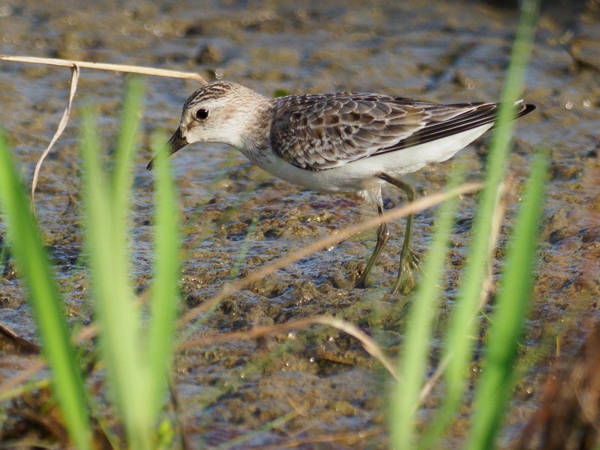 Semipalmated Sandpiper - ML642921785