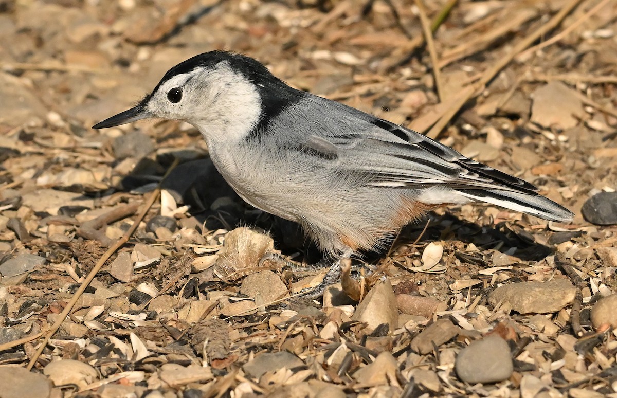 White-breasted Nuthatch - ML642921787