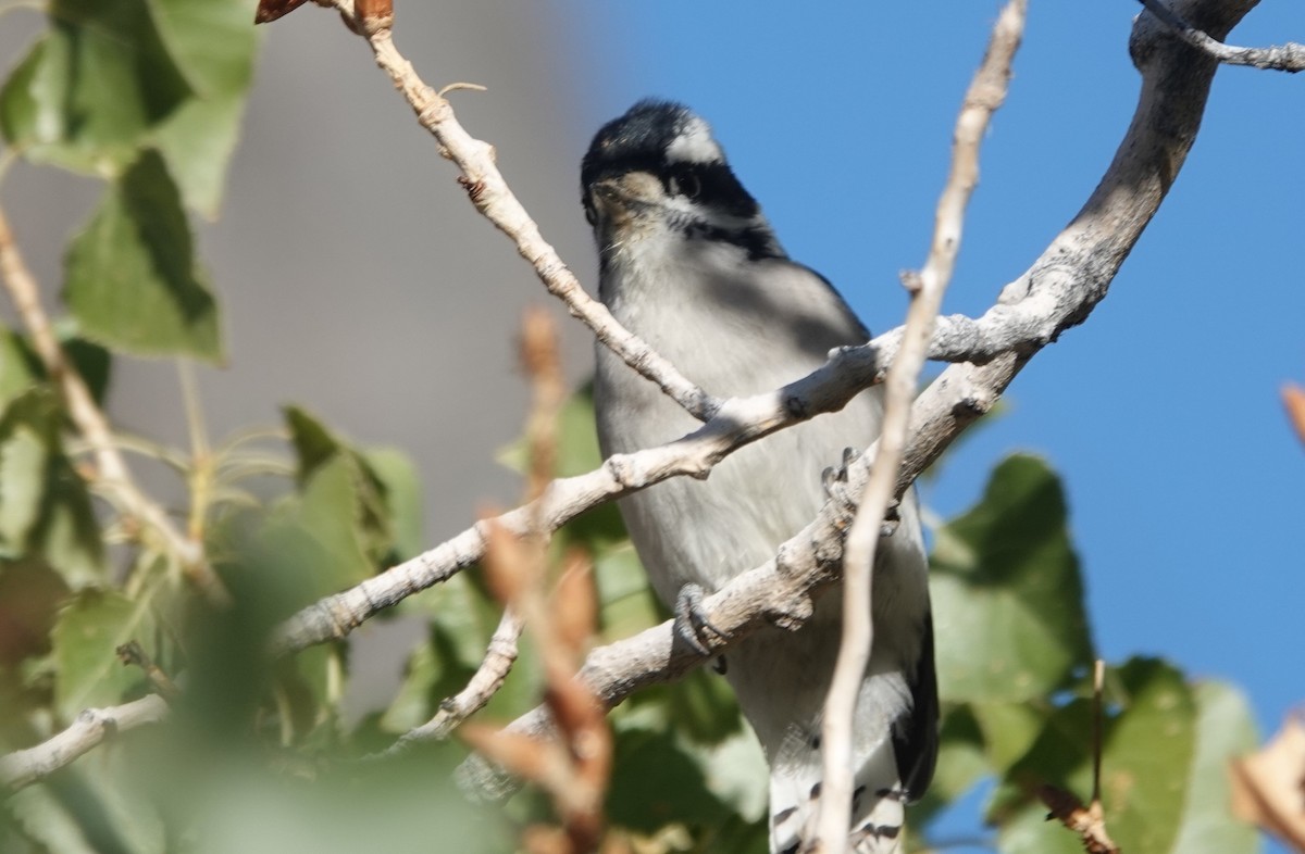 Downy Woodpecker - ML642921788