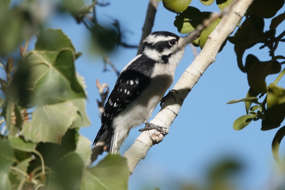 Downy Woodpecker - ML642921789