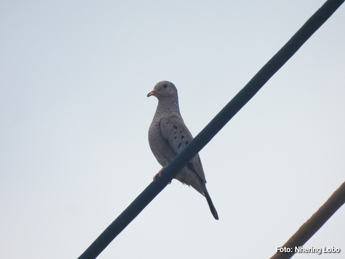 Common Ground Dove - ML642921794