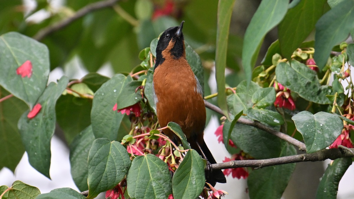 Black-throated Flowerpiercer - ML642921795