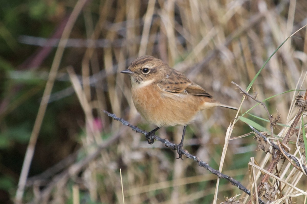 European Stonechat - ML642921797