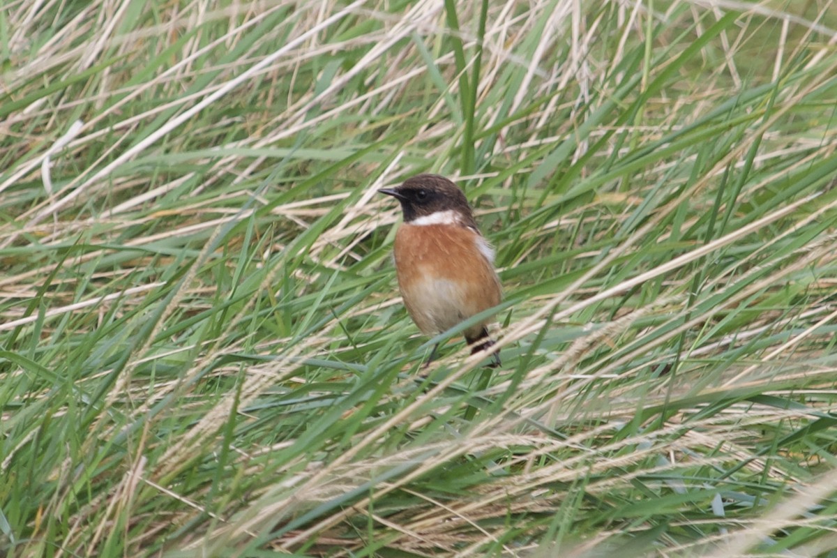European Stonechat - ML642921798