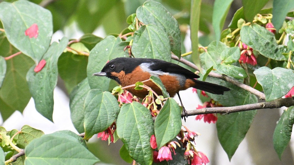 Black-throated Flowerpiercer - ML642921800