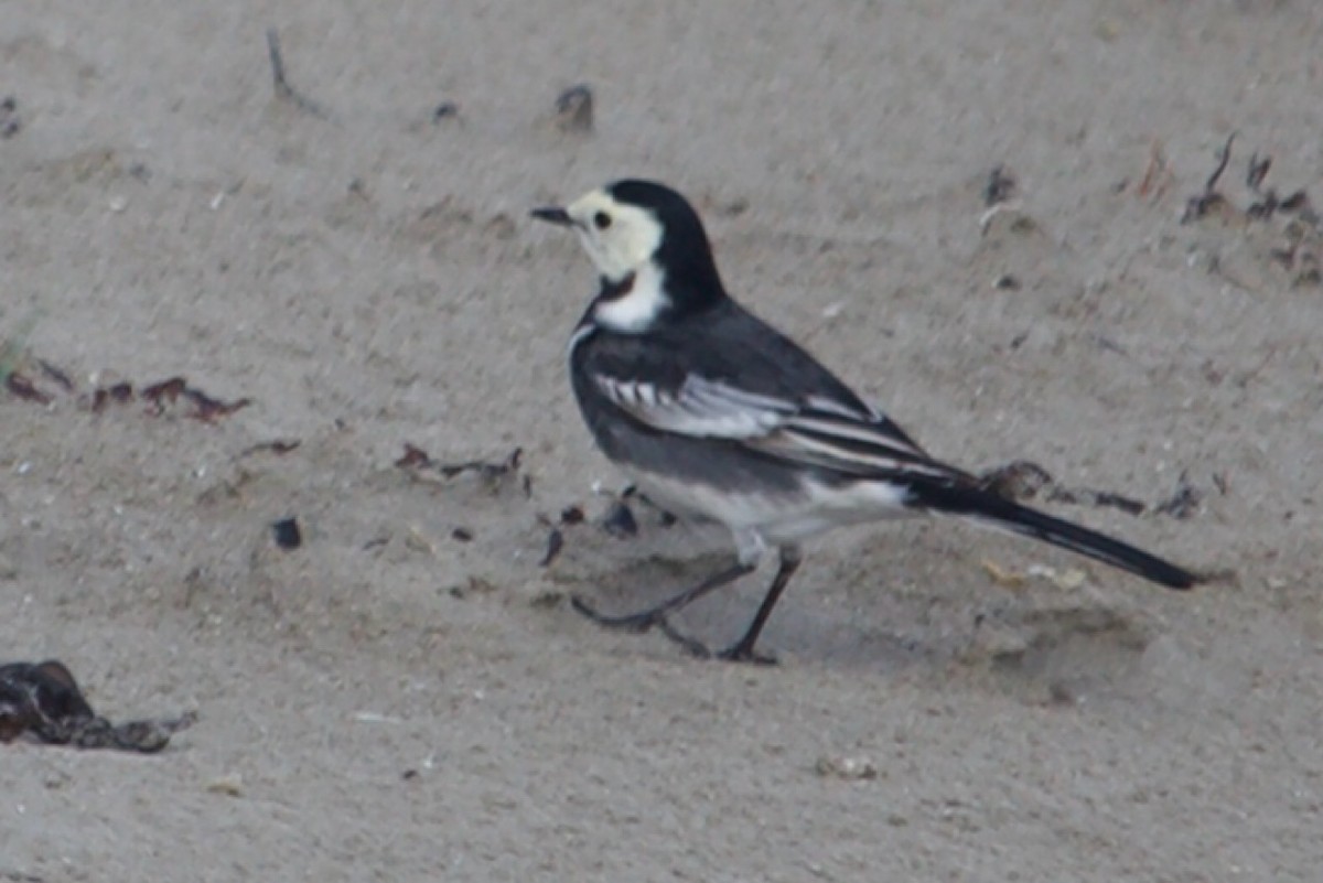 White Wagtail - ML642921801