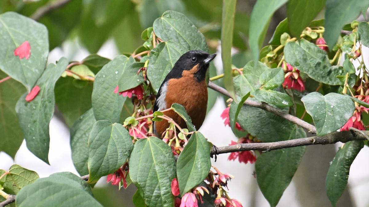 Black-throated Flowerpiercer - ML642921802