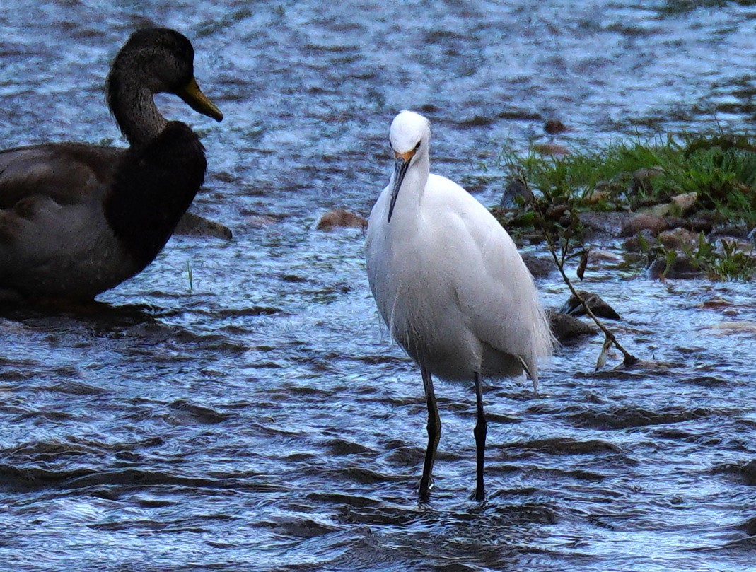 Snowy Egret - ML642921804