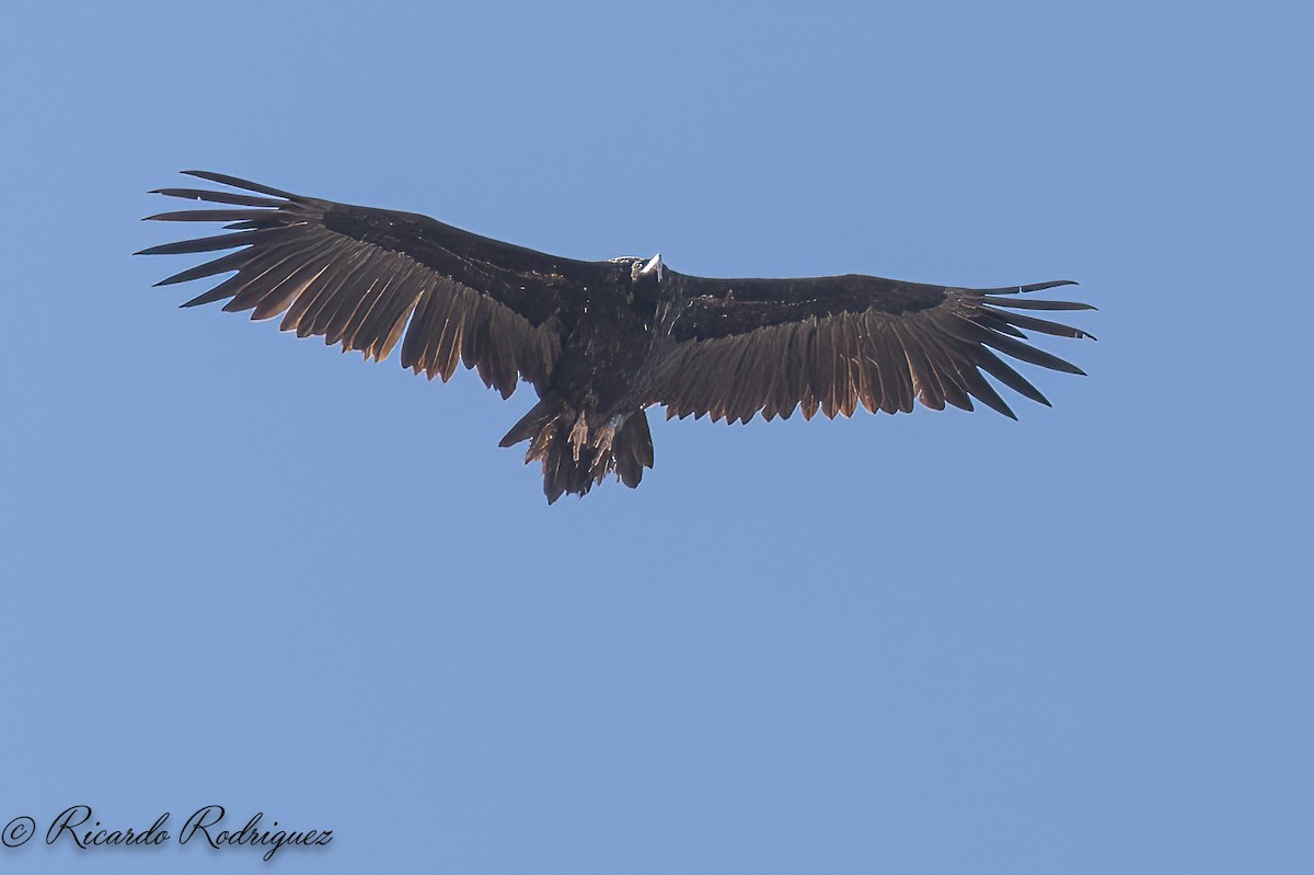 Cinereous Vulture - ML642921807