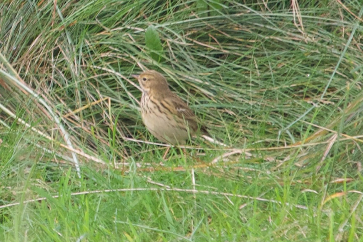 Meadow Pipit - ML642921808