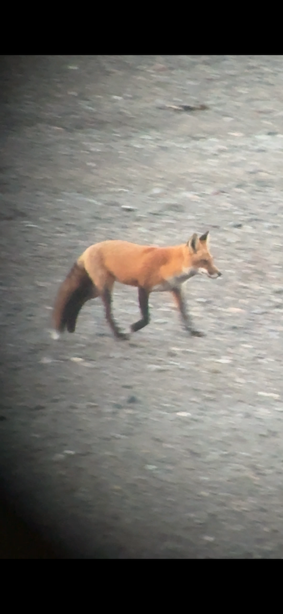 Red Fox - ML642921814