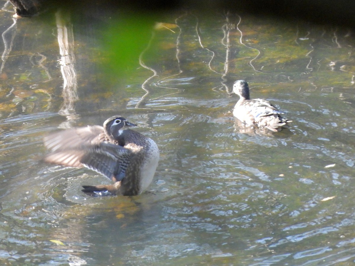 Wood Duck - ML642921816