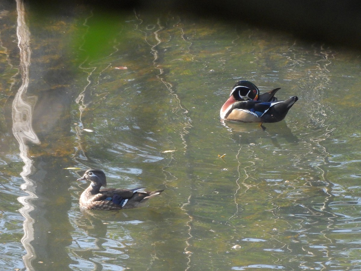 Wood Duck - ML642921817
