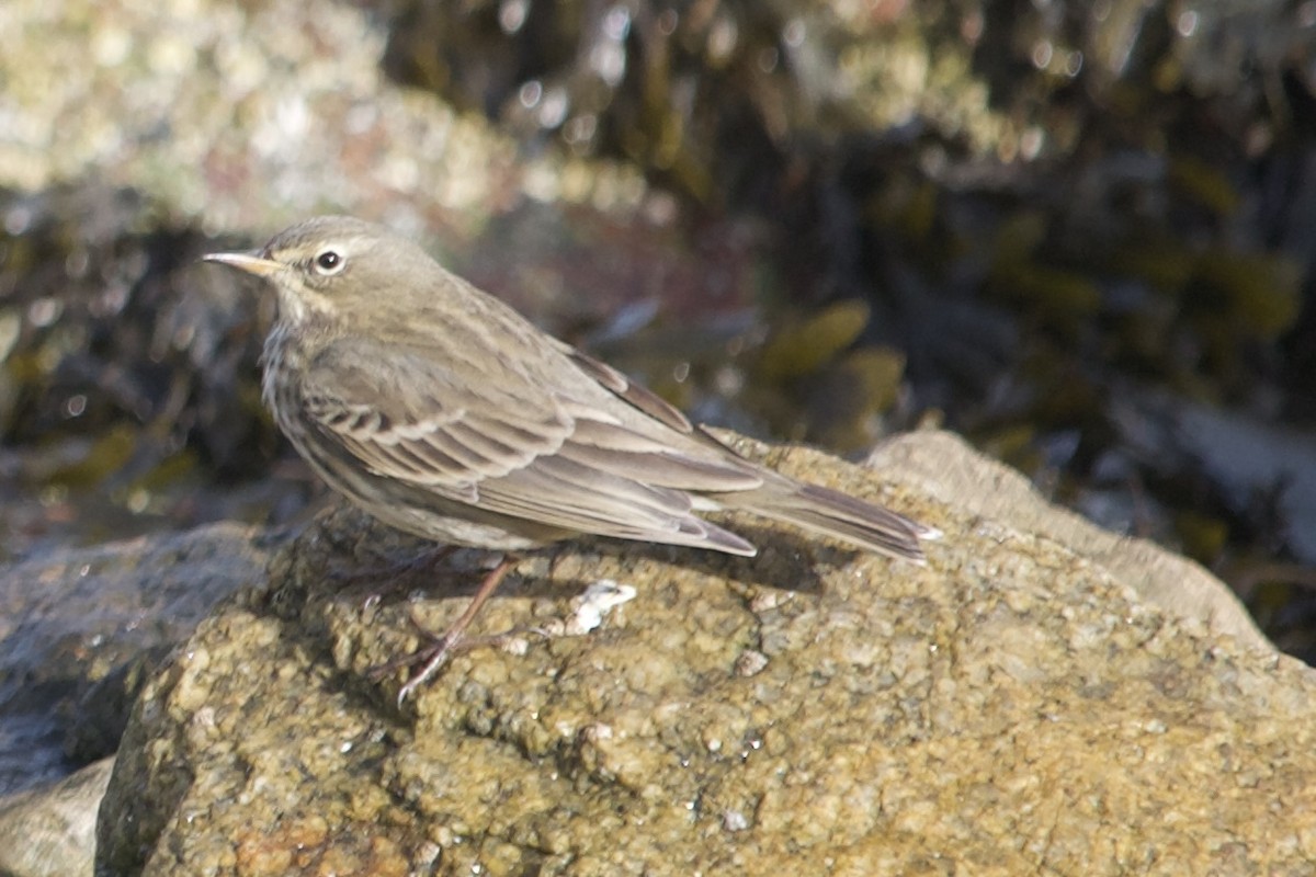Rock Pipit - ML642921818