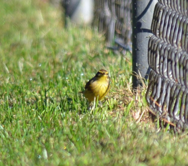 Palm Warbler - ML642921822