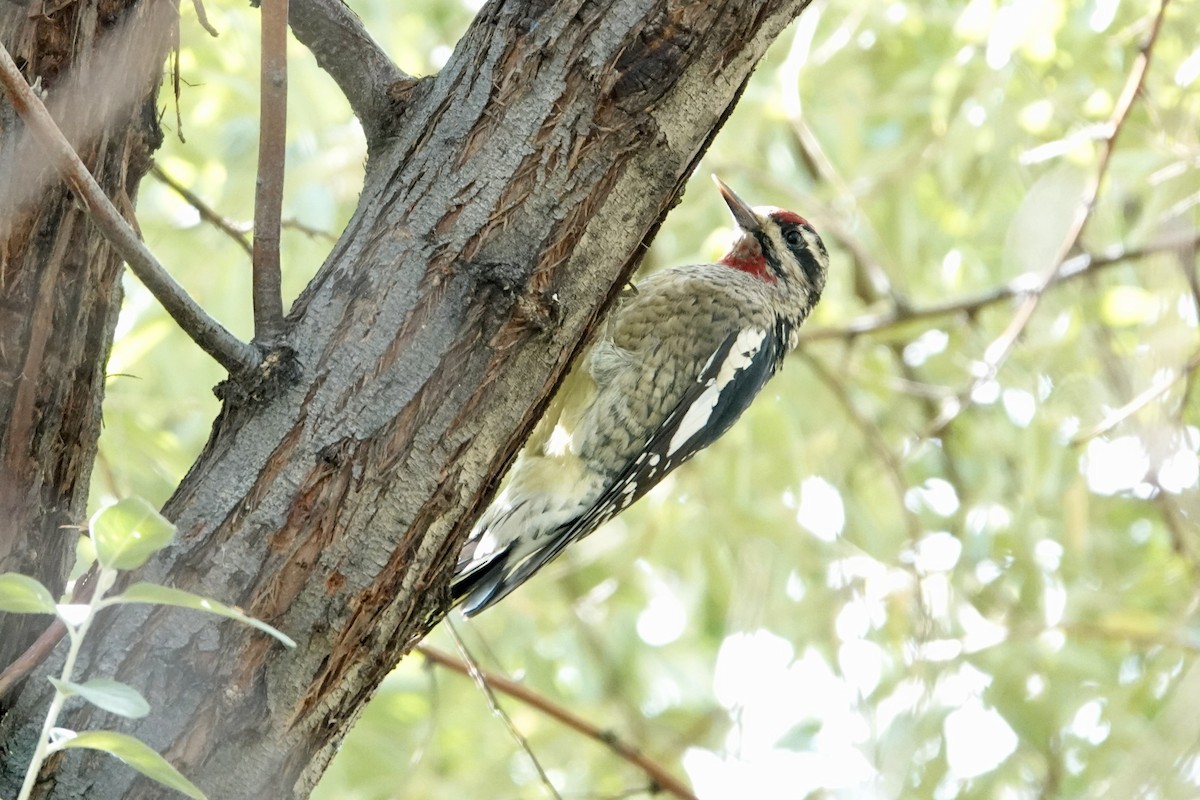 Red-naped Sapsucker - ML642921823