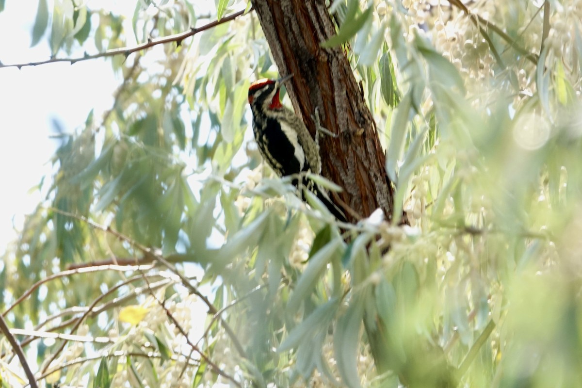 Red-naped Sapsucker - ML642921824