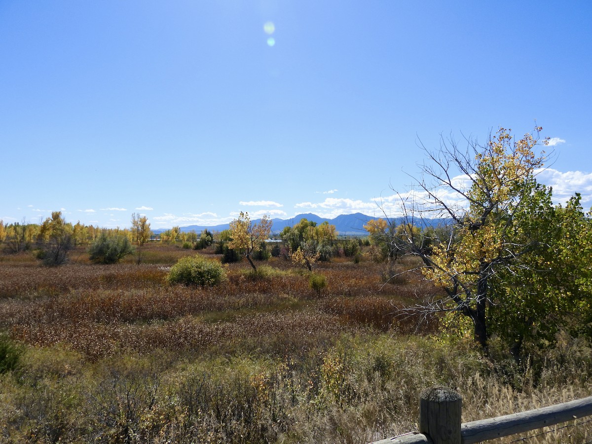 null - ML642921827