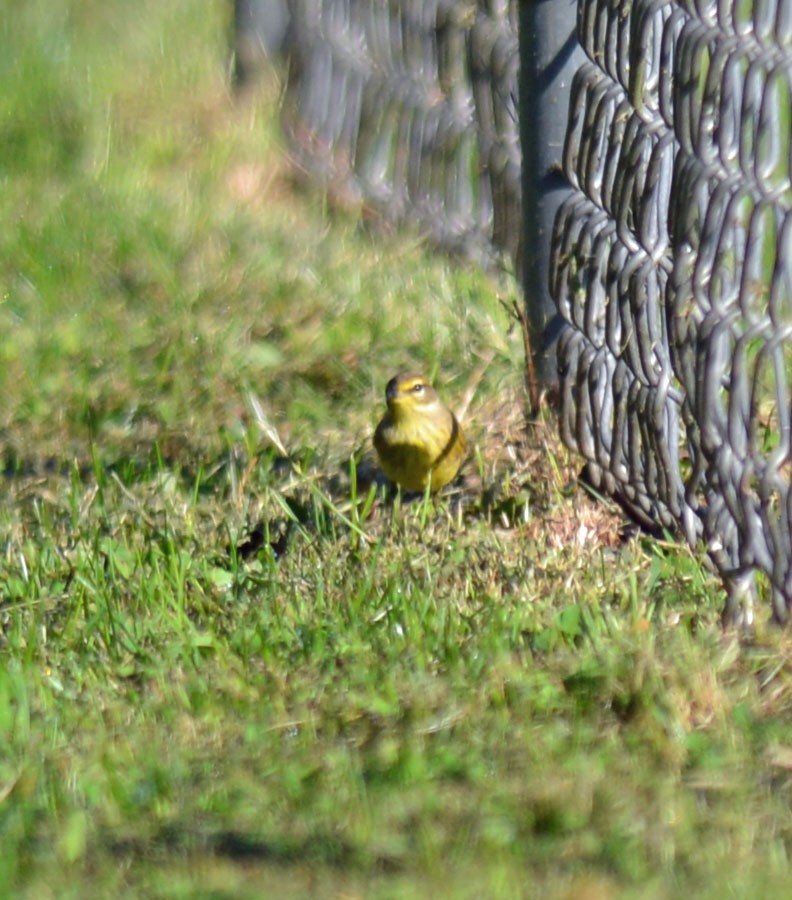 Palm Warbler - ML642921829