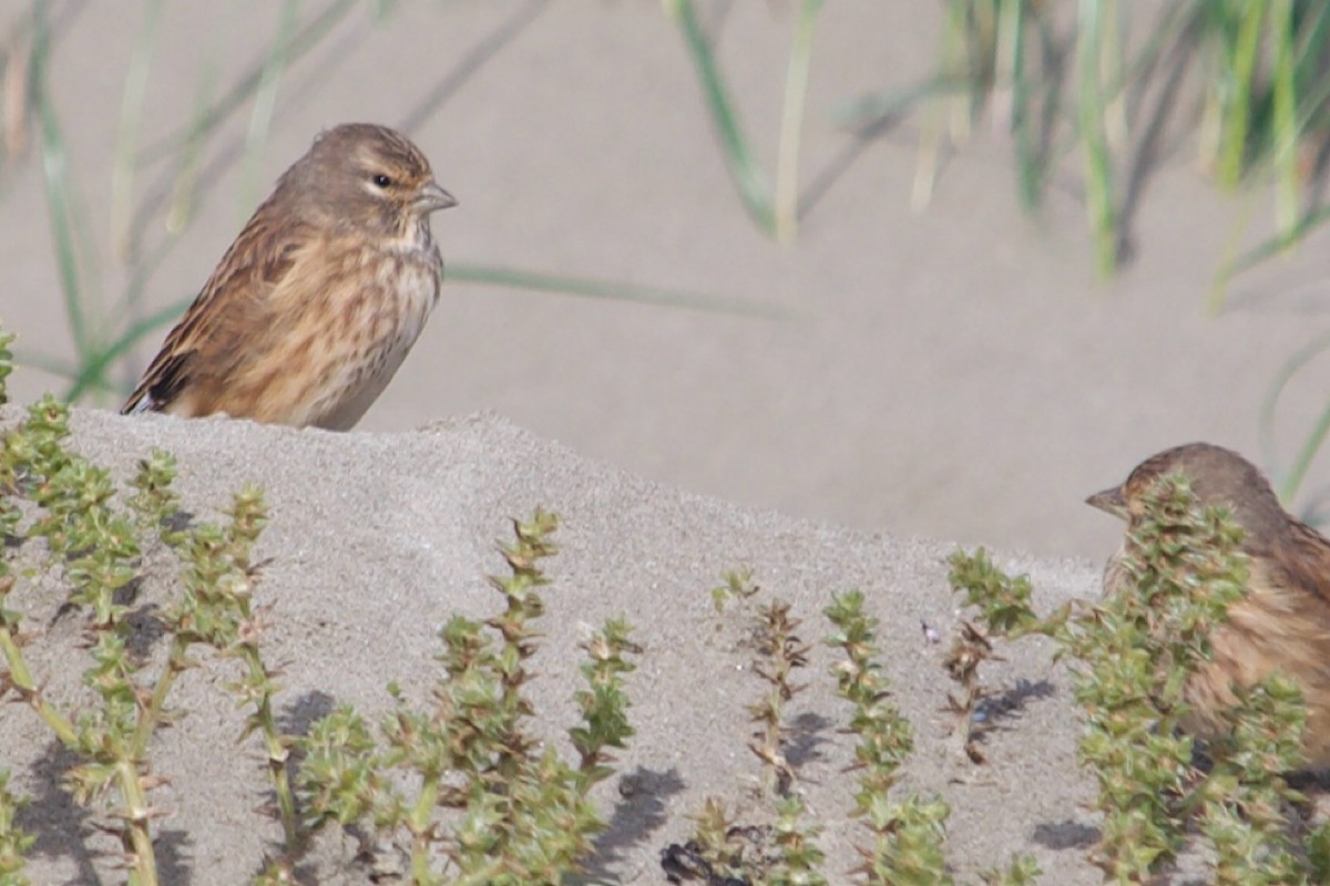 Eurasian Linnet - ML642921831