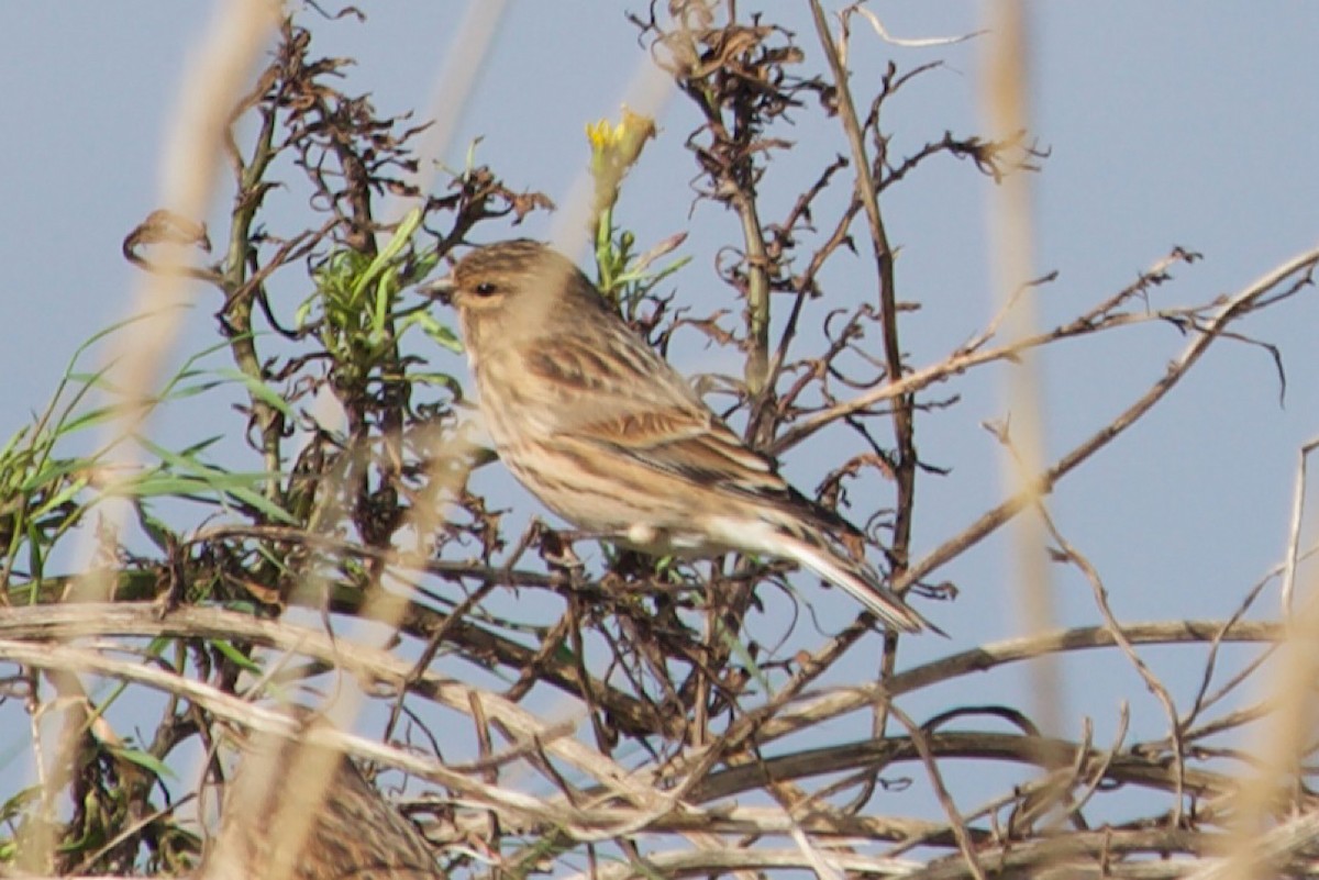 Eurasian Linnet - ML642921832
