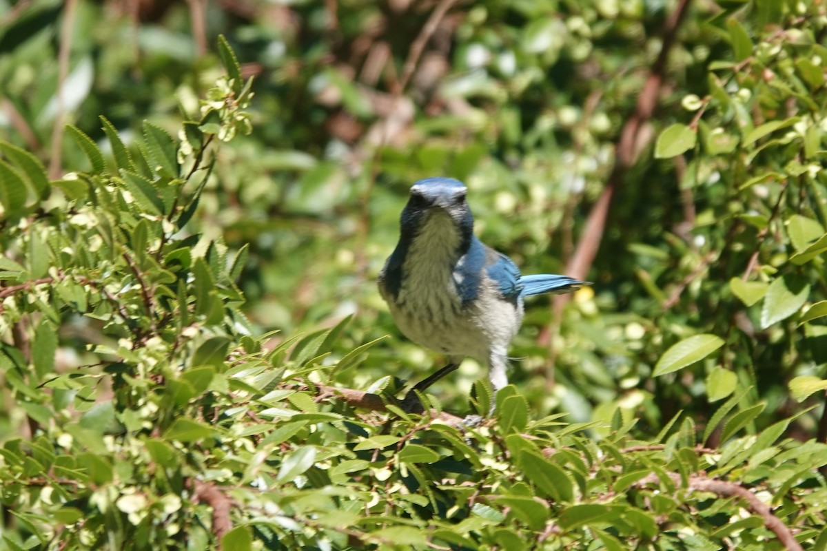 California Scrub-Jay - ML642921833