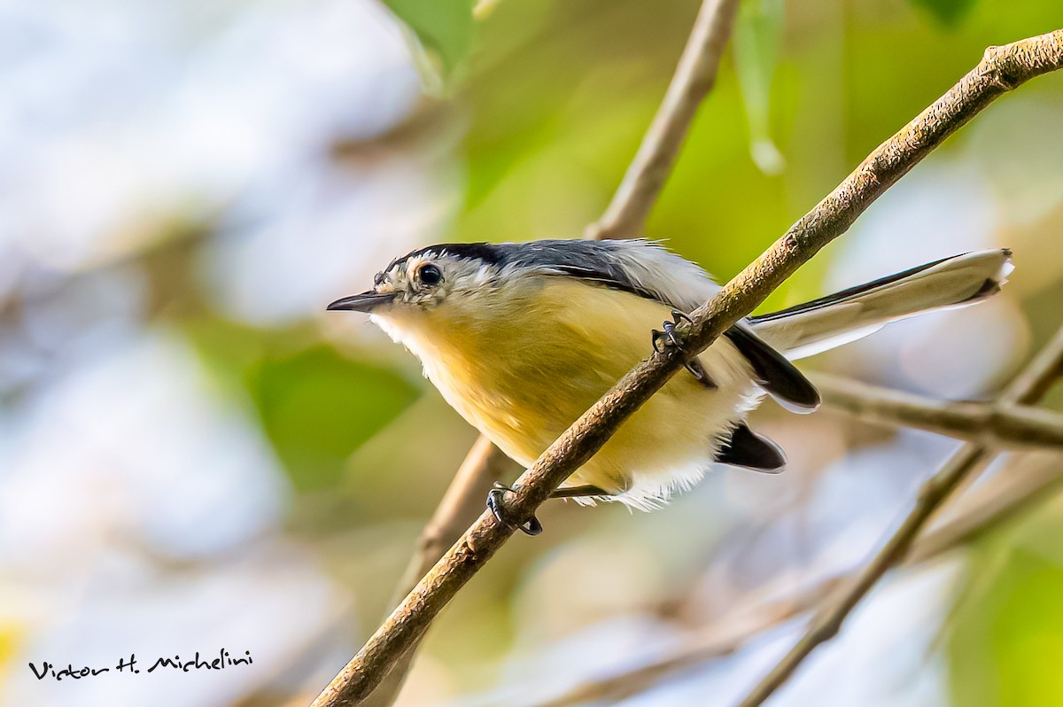 Creamy-bellied Gnatcatcher - ML642921834