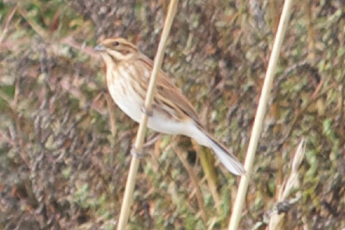 Reed Bunting - ML642921835