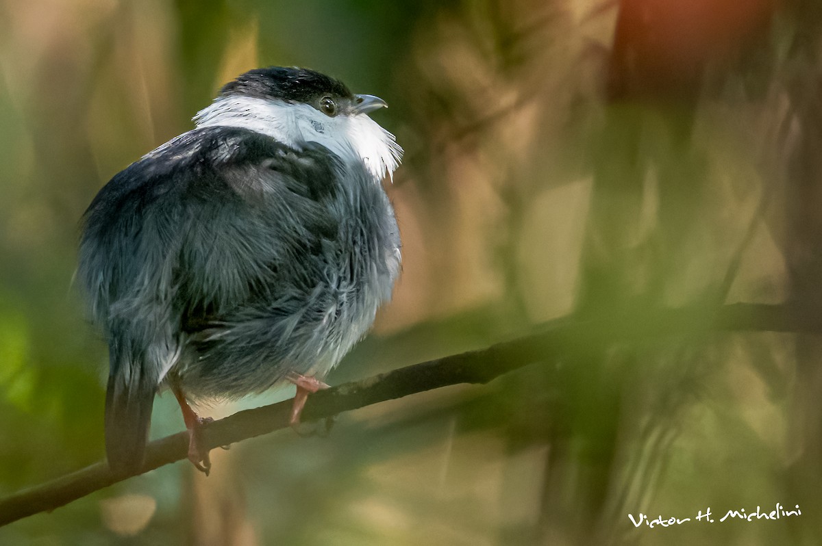 White-bearded Manakin - ML642921839